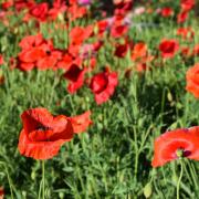 храм святой Марии Магдалины, Троица